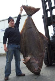 Catch of the day...Barney Murray with the giant halibut landed in Greencastle last Thursday.