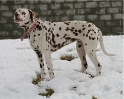 This lovely dalmation dog is almost camouflaged in the snow that fell this week in Inishowen.